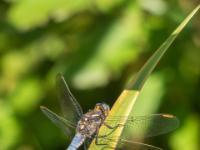 Kleiner Blaupfeil Libelle Männchen